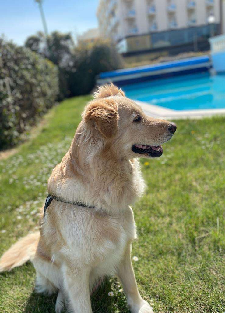 Foto Scopri il Rex